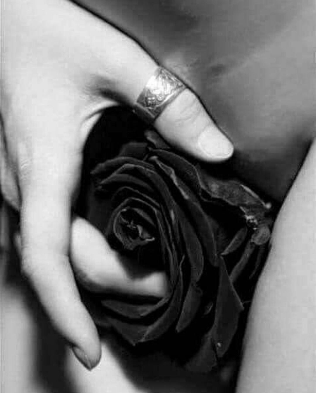 Бутон розы и женская рука